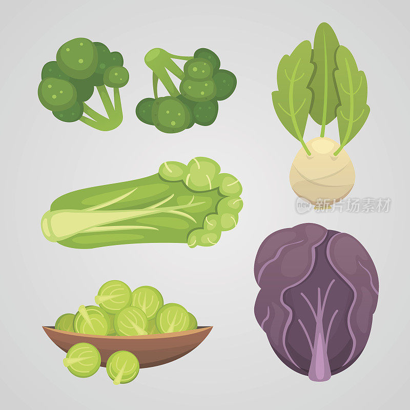 Set vector Cabbage and Lettuce. Vegetable green broccoli, kohlrabi, other different cabbages.